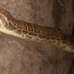 Una serpiente de casi cuatro metros fue encontrada muerta en avenida Constituyentes