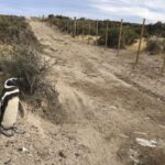 Chubut: declararon culpable a un productor agropecuario por la masacre de cientos de pingüinos en Pu...